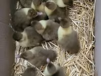 Ducks — फ़ोटो 3