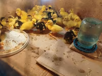 Ducks — Foto 2
