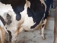 Vaca, Raça Alatau — foto 8