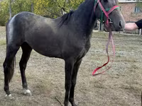Horse (M), Orlov Trotter — photo 1
