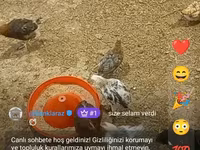 Chickens — foto 3