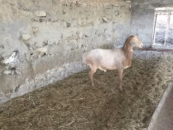 Qoç, Rhon sheep