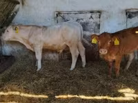 Býk, Simmental cattle — foto 4