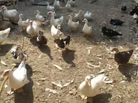 Ducks — Foto 7
