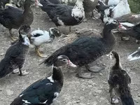 Ducks — photo 4