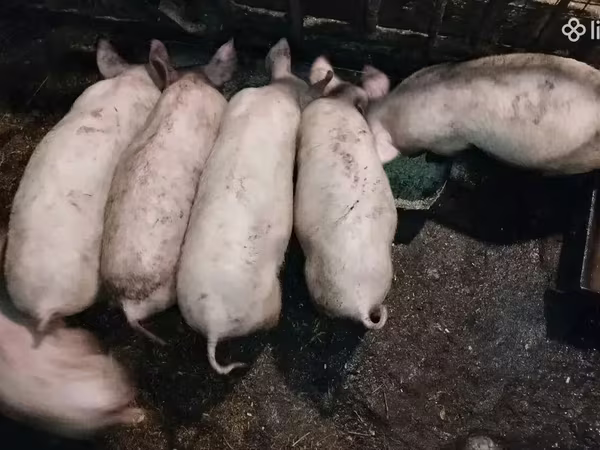 Eber, Крупная белая