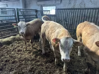 牛只（批次，未指定性别）, Charolais cattle — 照片 3