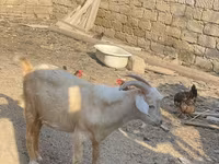 Goat, Goats — photo 6