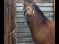 At, Kazakh horse — foto 5