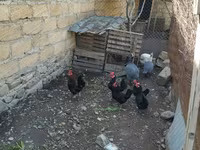 Chickens — foto 1