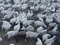 Schaf, Hampshire sheep — Foto 2