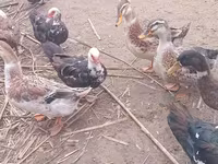 Ducks — Foto 7