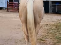 Hengst, Quarter Horse — Foto 8