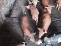 Säue, Schweine — Foto 4