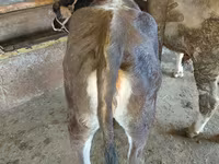 Kuh, Russian Black pied cattle — Foto 7