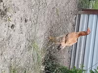 Chickens — foto 7