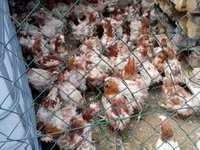 Chickens — الصورة 1