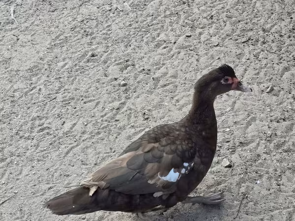 Domestic Muscovy