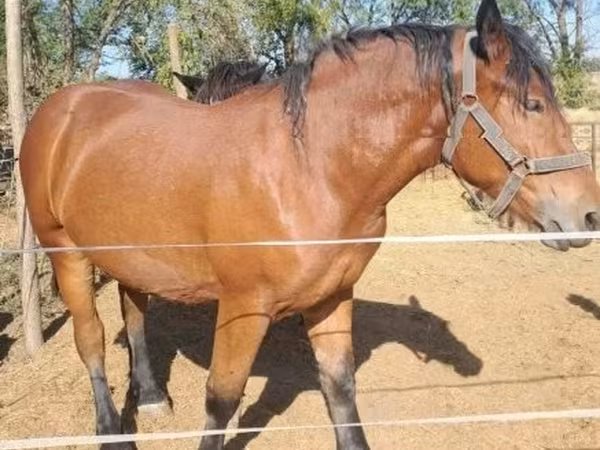 Égua, Hungarian horse breed