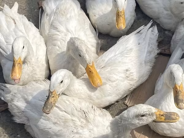 Ducks — Azerbaijan