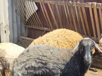 भेड़, Karakul sheep — फ़ोटो 3