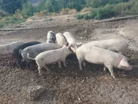 Qaban, Donuzlar — foto 4