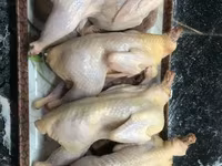 Quails — Foto 2