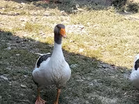Geese — photo 3