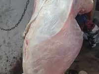 كبش, Adal sheep — الصورة 8