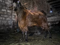 Keçi, Kamori goats — foto 3
