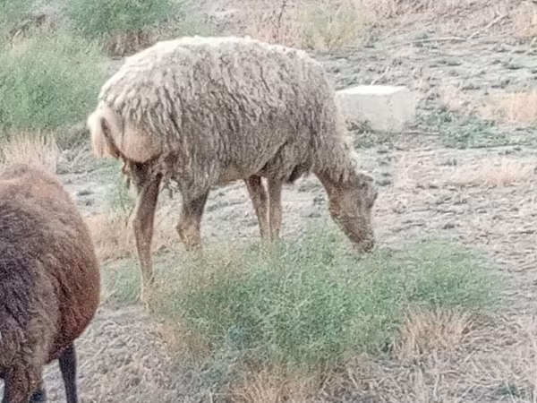 Sheep, Sheep