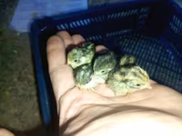 国王鹌鹑 — 照片 6