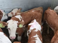 Buğa, Simmental cattle — foto 2