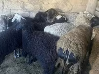 Ram, Sheep — photo 3