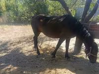 Stute, Kyrgyz Horse — Foto 1