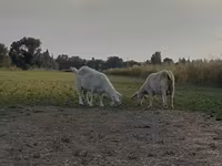 ماعز (دفعة، الجنس غير محدد), Nubian Goat — الصورة 8