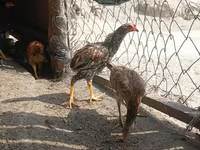 Chickens — 照片 8