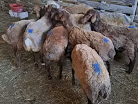 Ram, Sheep — photo 2