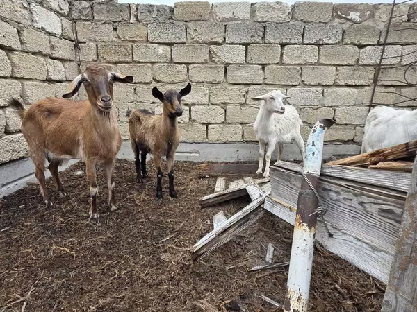 Dişi keçi, Saanen goat