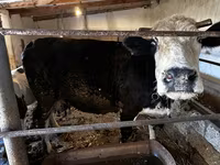 İnək, Simmental cattle — foto 1