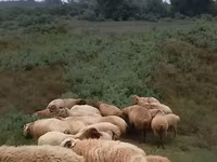 Ovce (šarže, pohlaví neuvedeno), Ovce — foto 2