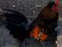 Chickens — photo 2