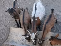 Cabro, Pomellata goat — foto 4