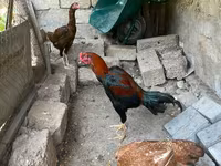 Chickens — photo 7