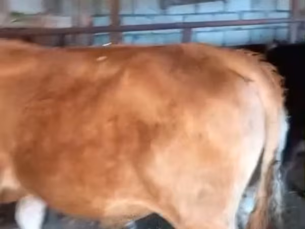 Bull, Cattle