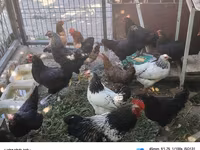 Chickens — photo 5