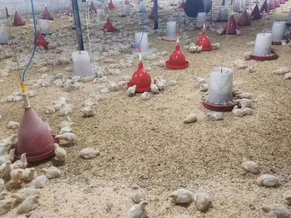 Chickens — Azerbaijan