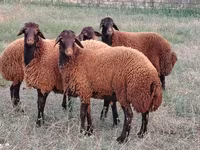 Qoç, Qoyunlar — foto 2