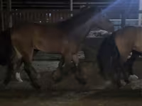 Horse (M), Kazakh horse — photo 4