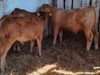 Býk, Simmental cattle — foto 1